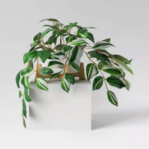 Planta rastrera en jardinera de madera - Threshold